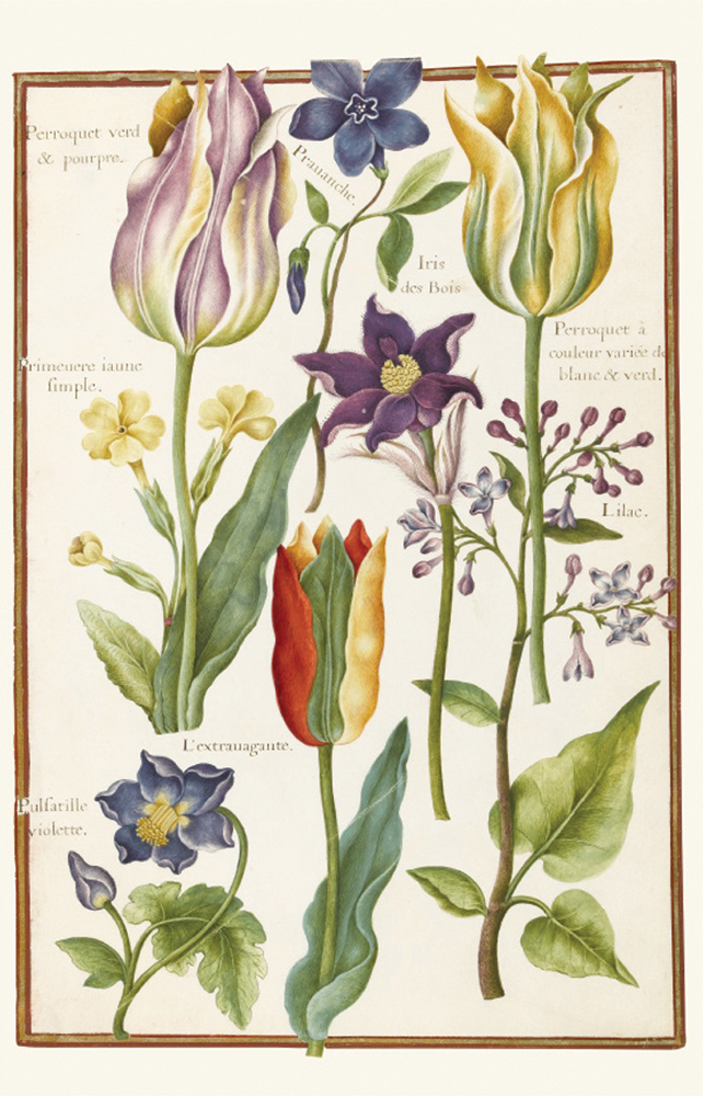 643x1000 botanical drawings of nicolas robert - Botanical Drawings