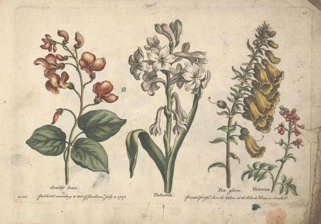 638x445 botanical illustrations beautiful examples of art inspired - Botanical Drawings