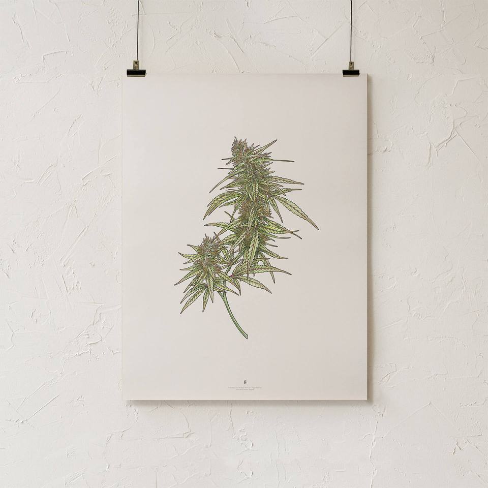 960x960 cannabis botanical illustration art print goldleaf - Botanical Drawings