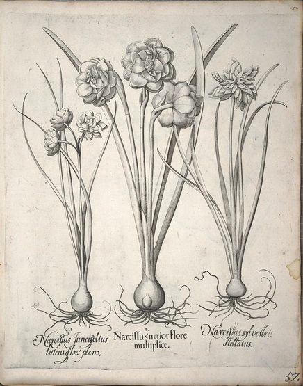 436x555 History - Botanical Drawings