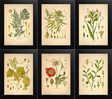 Botanical Drawings at PaintingValley.com | Explore collection of ...