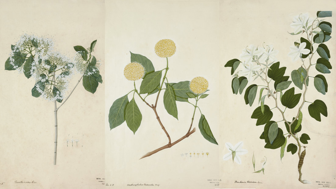 1099x618 indian botanical drawings - Botanical Drawings