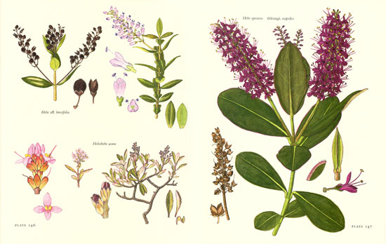 550x348 Sciblogs Audrey Eagle's Botanical Drawings - Botanical Drawings