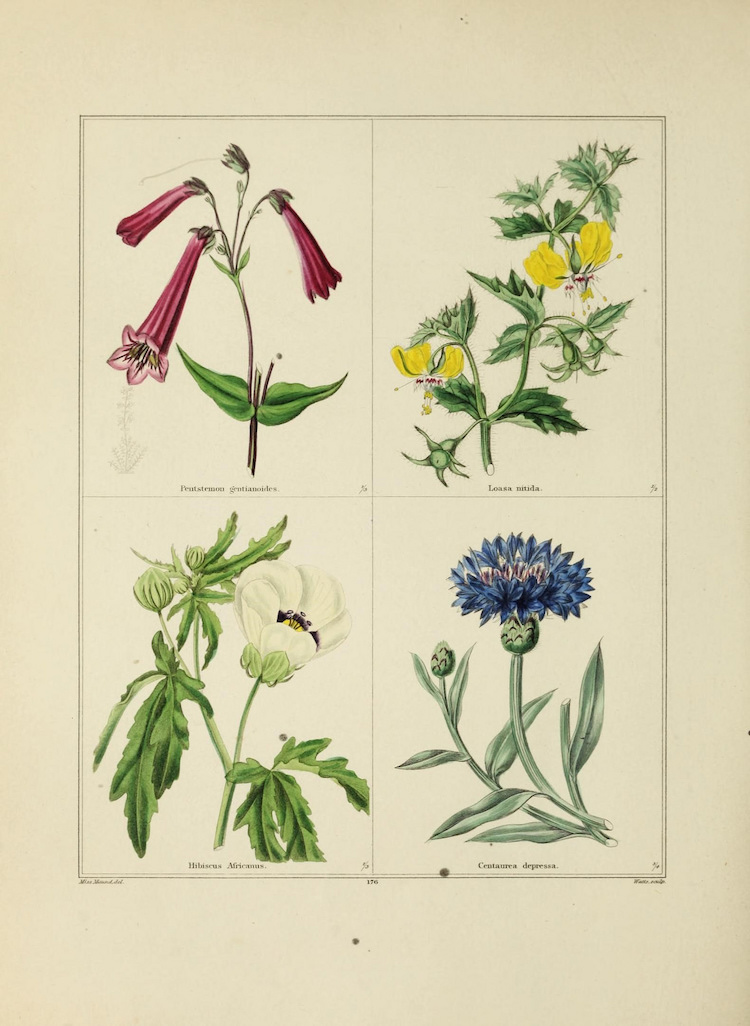 750x1026 the history of botanical illustration and why it's still blooming - Botanical Drawings