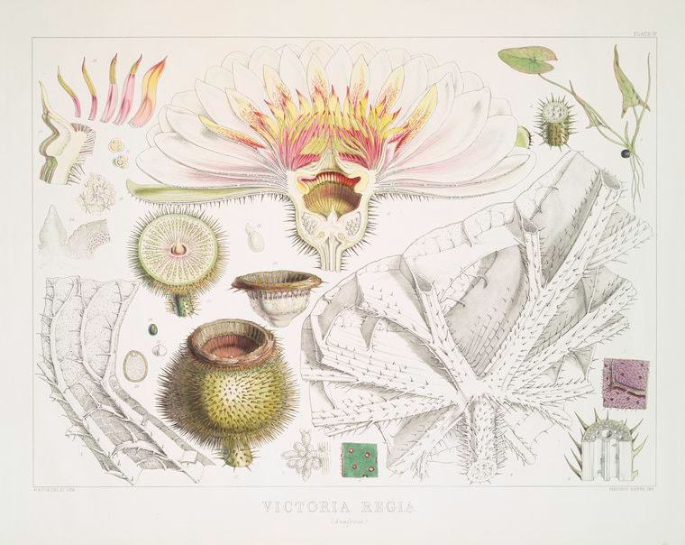 760x604 What Is Botanical Illustration - Botanical Drawings
