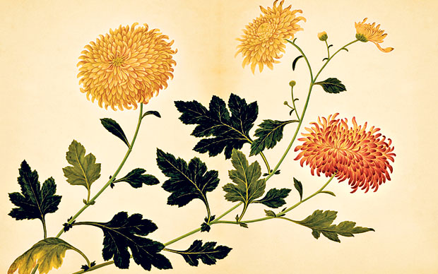 620x388 why botanical art is still blooming today - Botanical Drawings