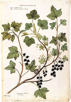 240x343 handprint botanical illustration - Botanical Drawings