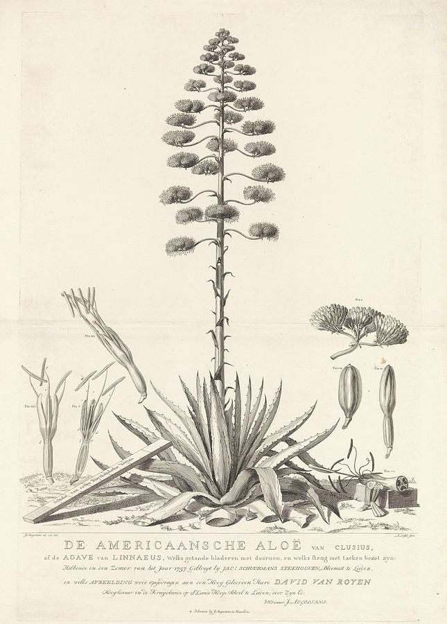 645x900 botanical drawing of blooming agave plant drawing - Botanical Drawings