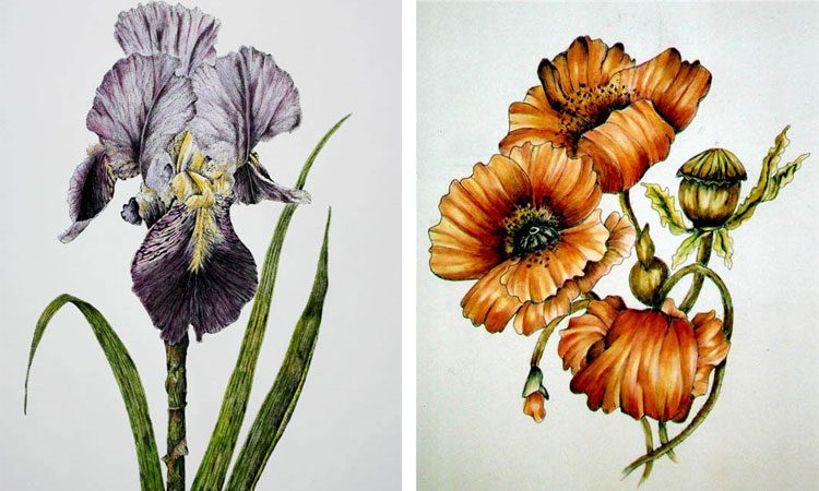 750x450 botanical drawing with pen, ink watercolour - Botanical Drawings