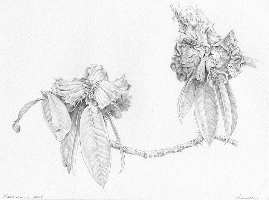 900x670 botanical drawing rhododendron field drawings heidi willis - Botanical Drawings
