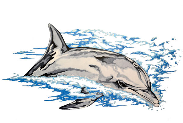 600x403 bottlenose dolphin animal drawing art mdubillustrations - Bottlenose Dolphin Drawing