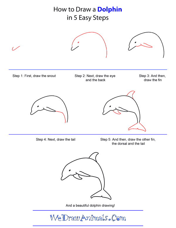 600x776 How To Draw A Dolphin - Bottlenose Dolphin Drawing