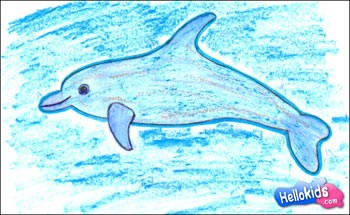 350x215 How To Draw Bottlenose Dolphin - Bottlenose Dolphin Drawing