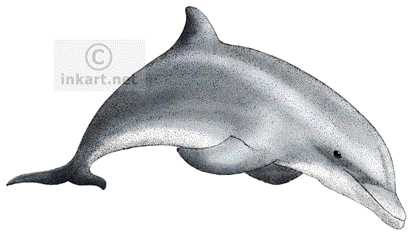 Bottlenose Dolphin Drawing At PaintingValley.com | Explore Collection ...