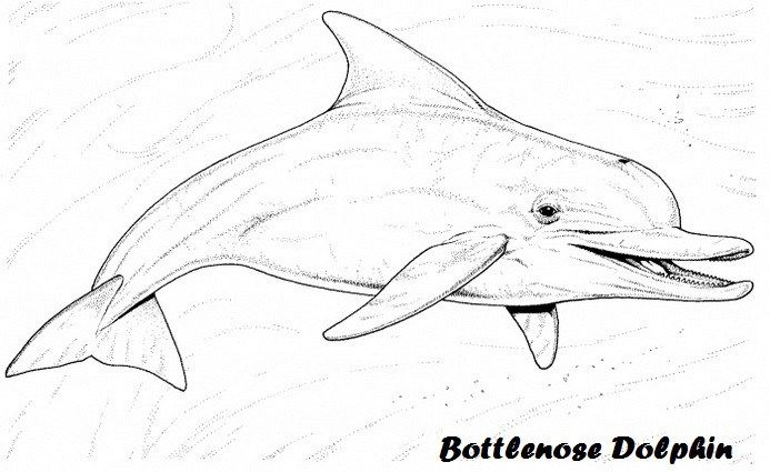 693x425 Bottlenose Dolphin Coloring Sheet For Kids Art Coloring Pages - Bottlenose Dolphin Drawing