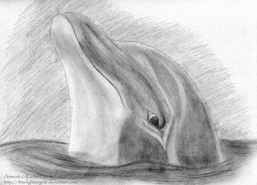 900x649 Bottlenose Dolphin Portrait - Bottlenose Dolphin Drawing