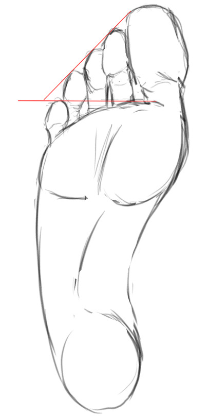 405x810 Tutorial Tuesday Basic Foot - Bottom Drawing