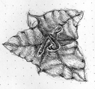 317x297 Bougainvillea Drawing - Bougainvillea Drawing
