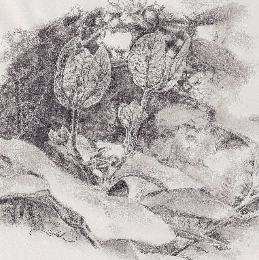 899x900 Bougainvillea In Pencil Drawing - Bougainvillea Drawing