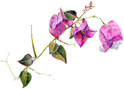500x360 Bougainvillea Sketch - Bougainvillea Drawing