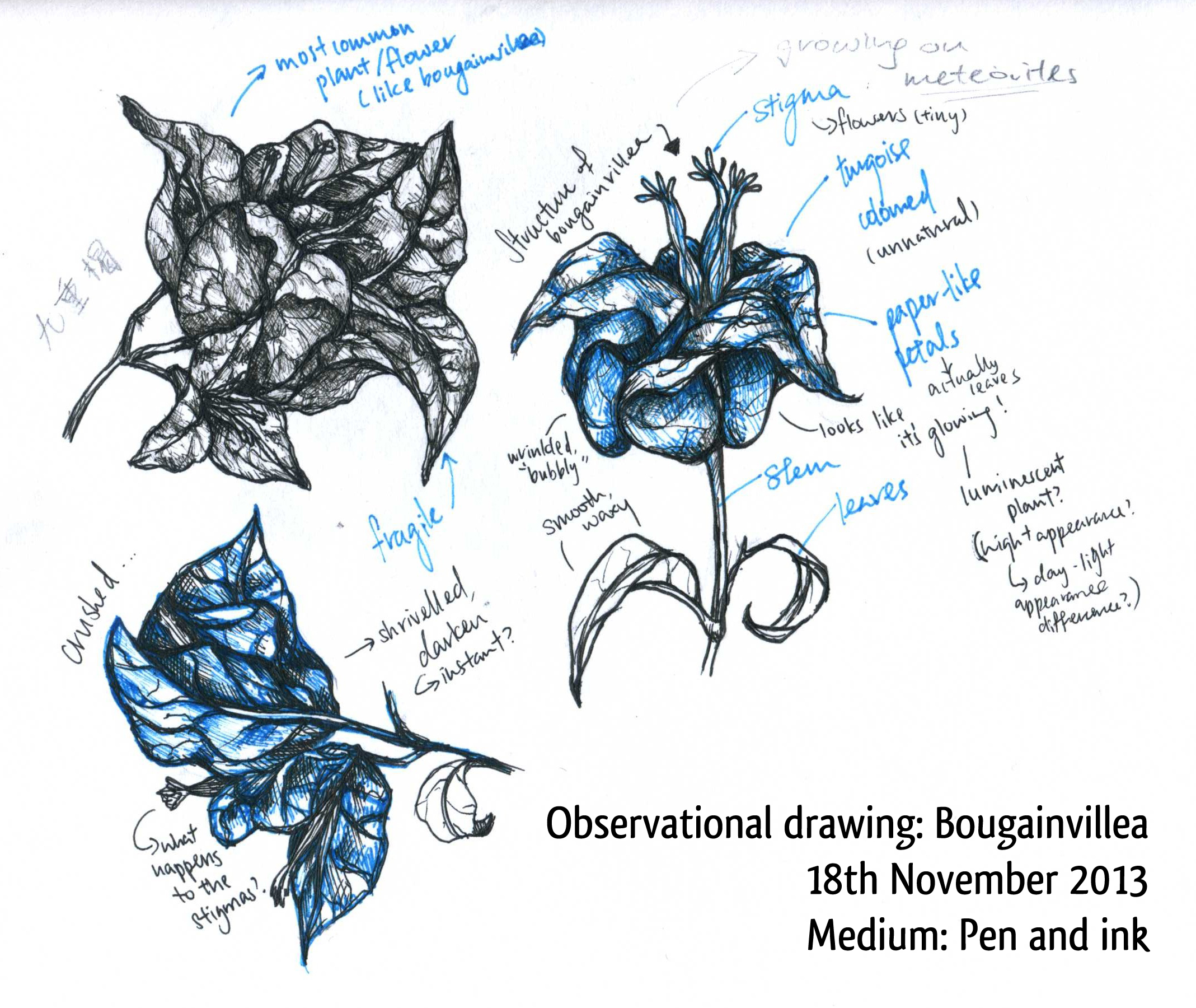 2137x1800 bougainvillea the art of elm's feasts - Bougainvillea Drawing