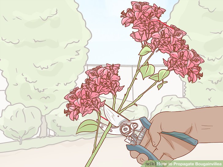 728x546 How To Propagate Bougainvillea Steps - Bougainvillea Drawing