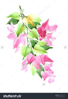 236x346 Huge Collection Of 'bougainvillea Drawing' Download More Than - Bougainvillea Drawing