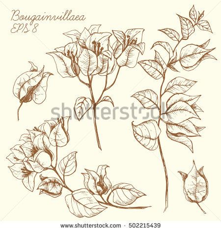 450x470 Image Result For Bougainvillea Art Outline Paper Glass - Bougainvillea Drawing