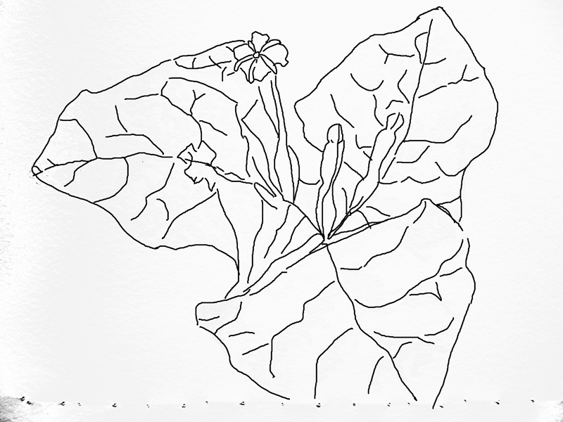 800x600 karen sioson watercolors how to paint bougainvilleas, part - Bougainvillea Drawing