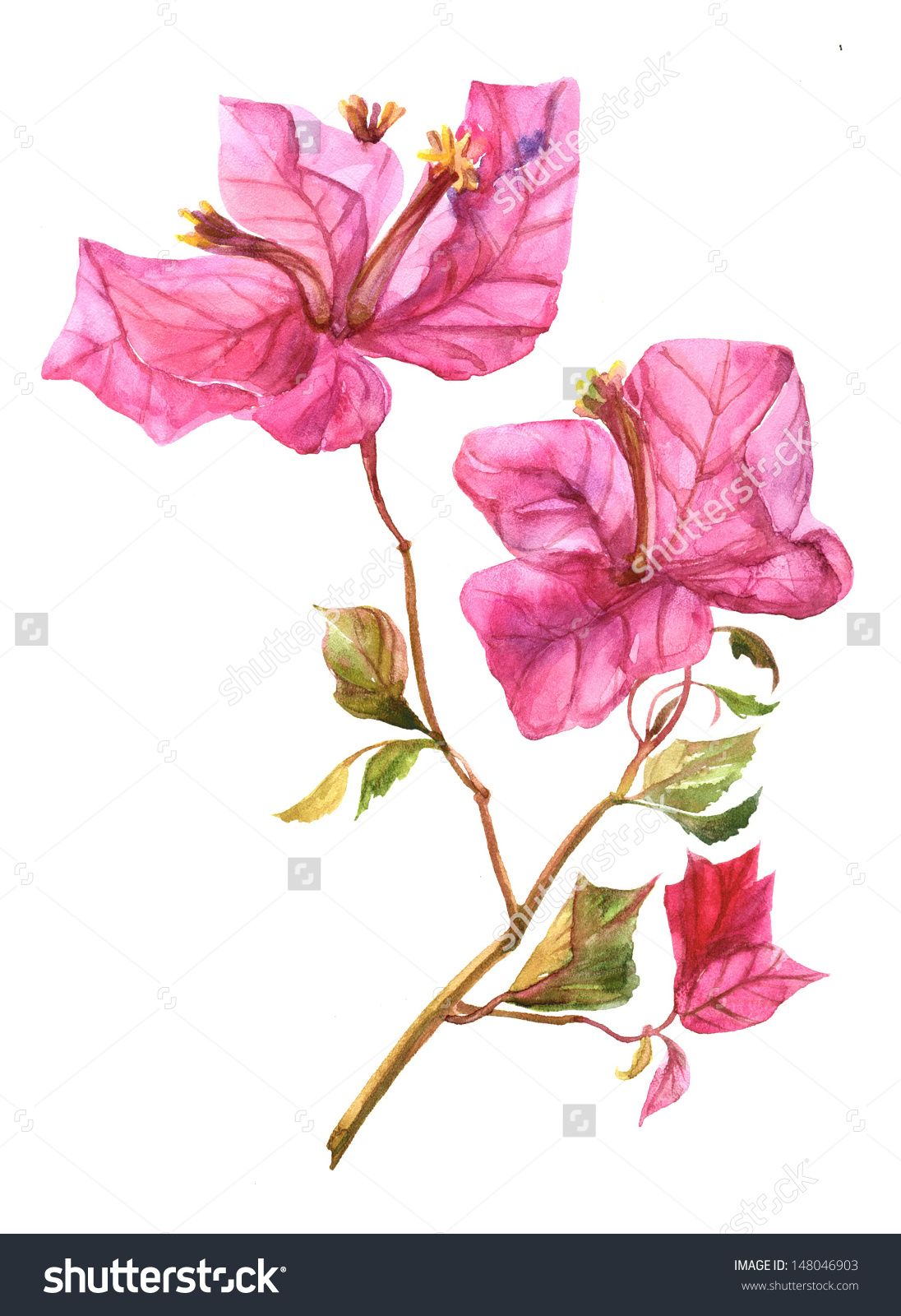 1096x1600 Flowers In Bougainvillea, Botanical - Bougainvillea Drawing