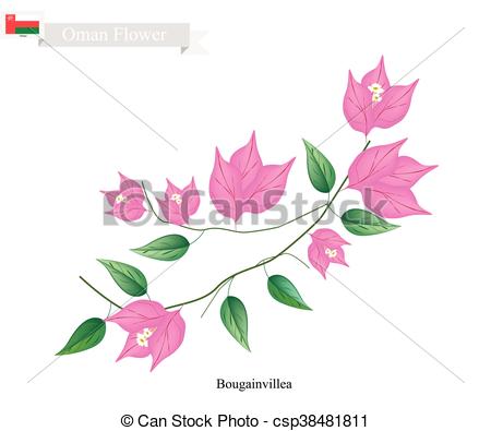 450x395 Pink Bougainvillea Flowers, The Native Flower Of Oman - Bougainvillea Drawing