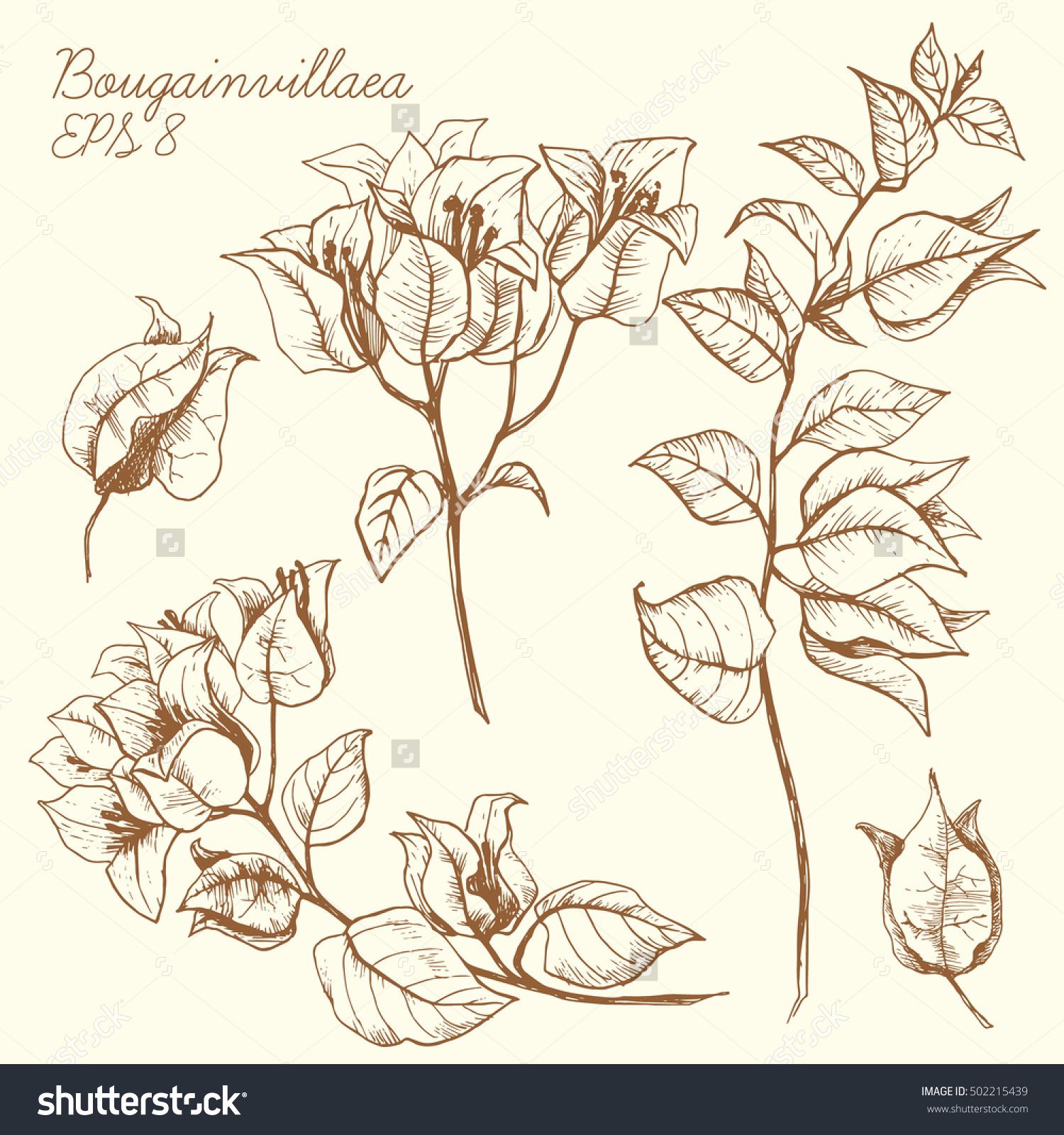1500x1600 Vector Graphic Drawing Of A Flower Of Bougainvillea, Engraving - Bougainvillea Drawing