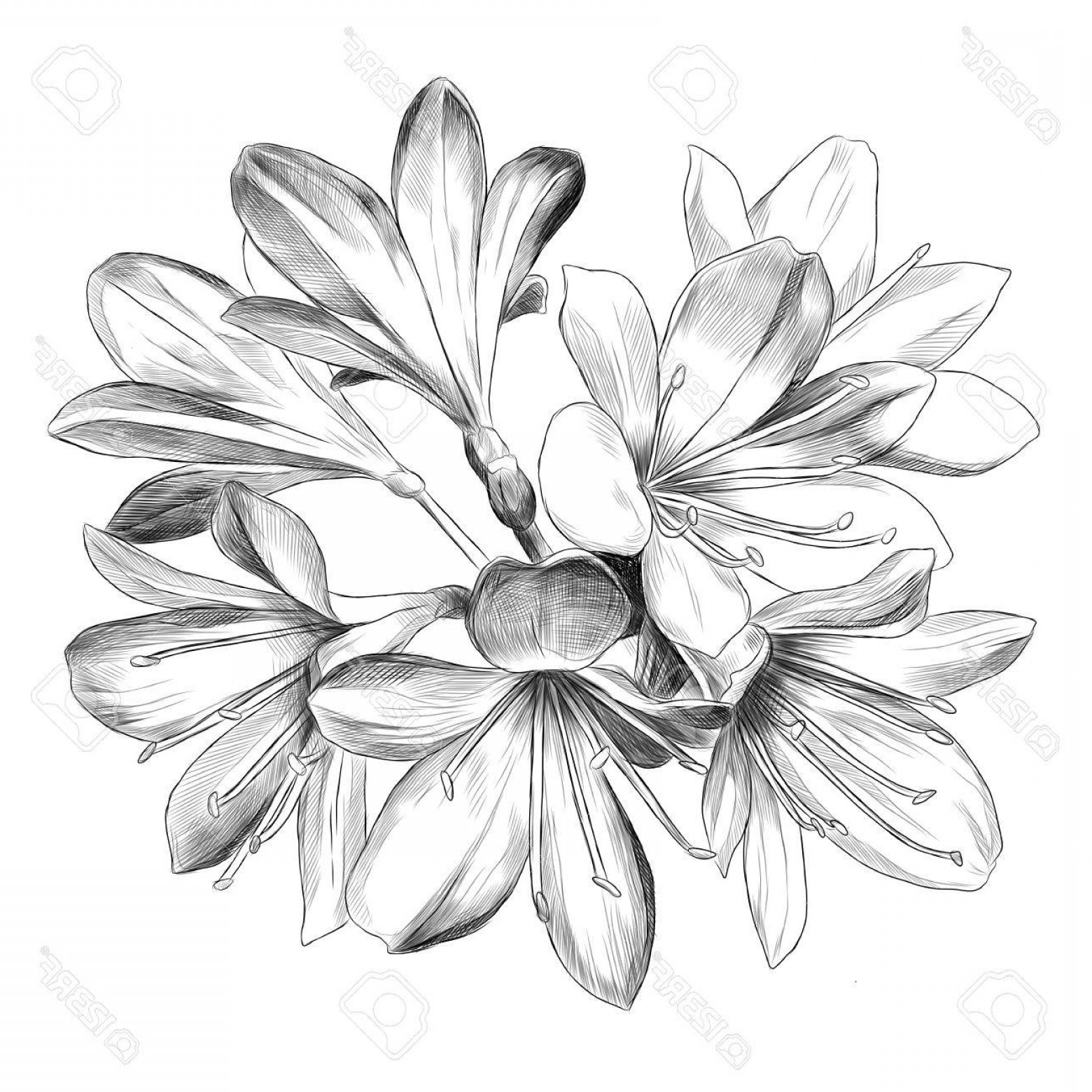 1560x1560 Photostock Vector Lily Bouquet Flowers Sketch Vector Graphics - Bouquet Flowers Drawing