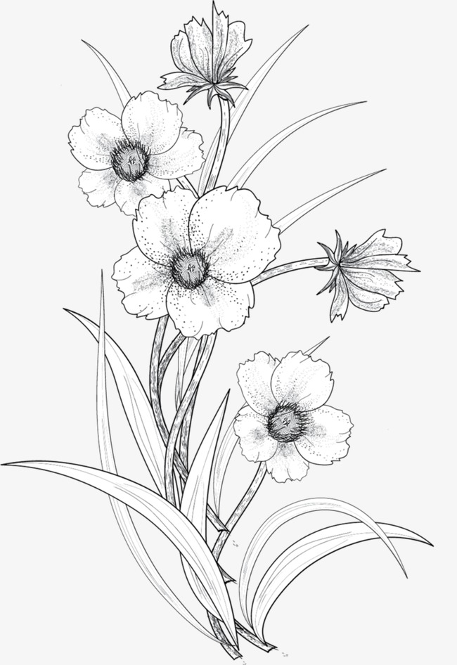 650x946 line drawing flowers, line clipart, line drawing, flowers png - Bouquet Of Flowers Line Drawing