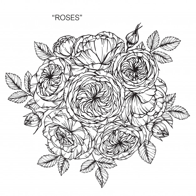 626x626 Bouquet Of Rose Flower Drawing Illustration Vector Premium Download - Bouquet Of Roses Drawing