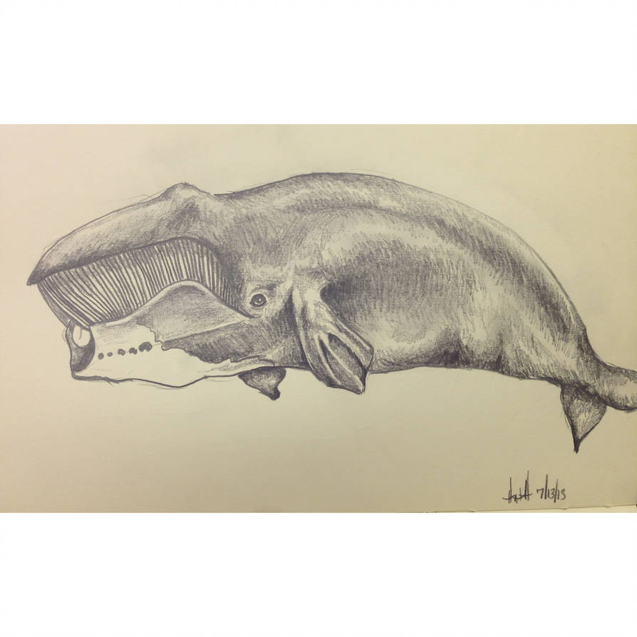 894x894 Bowhead Whale Sketch - Bowhead Whale Drawing