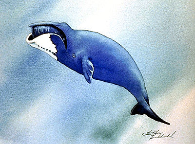 400x296 Bowhead Whale The Canadian Encyclopedia - Bowhead Whale Drawing