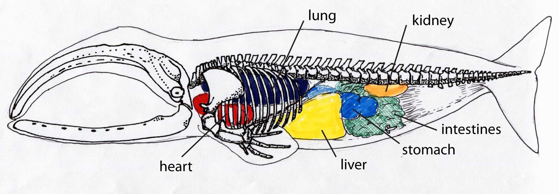 Bowhead Whale Drawing at PaintingValley.com | Explore collection of