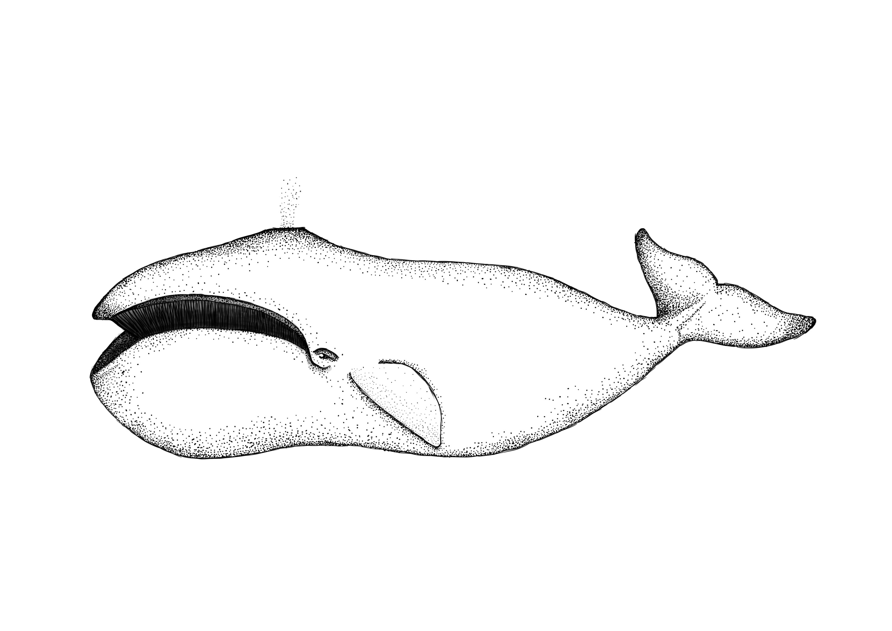 3508x2480 Bowhead Whale Dotted Joline Papa, Illustrator, Graphic - Bowhead Whale Drawing