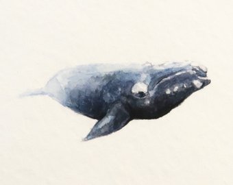 340x270 Bowhead Whale Etsy - Bowhead Whale Drawing