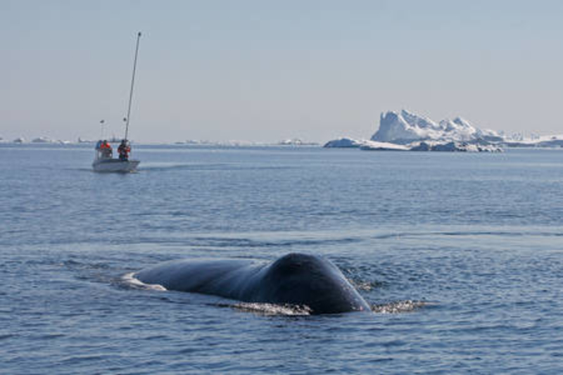 800x533 Bowhead Whale Hunts In Slowmotion Pinngortitaleriffik - Bowhead Whale Drawing
