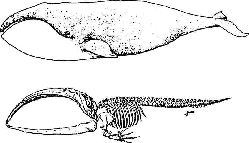 850x488 Bowhead Whale Plus Skeleton - Bowhead Whale Drawing