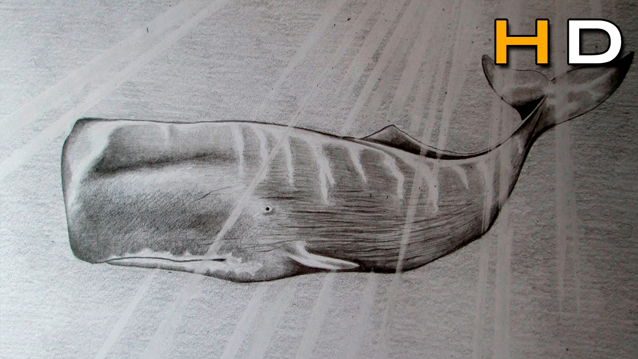 1280x720 How To Draw A Sperm Whale With Pencil Step - Bowhead Whale Drawing