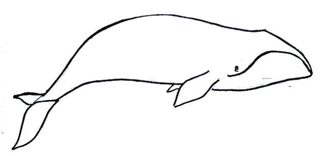 630x306 How To Draw A Bowhead Whale - Bowhead Whale Drawing