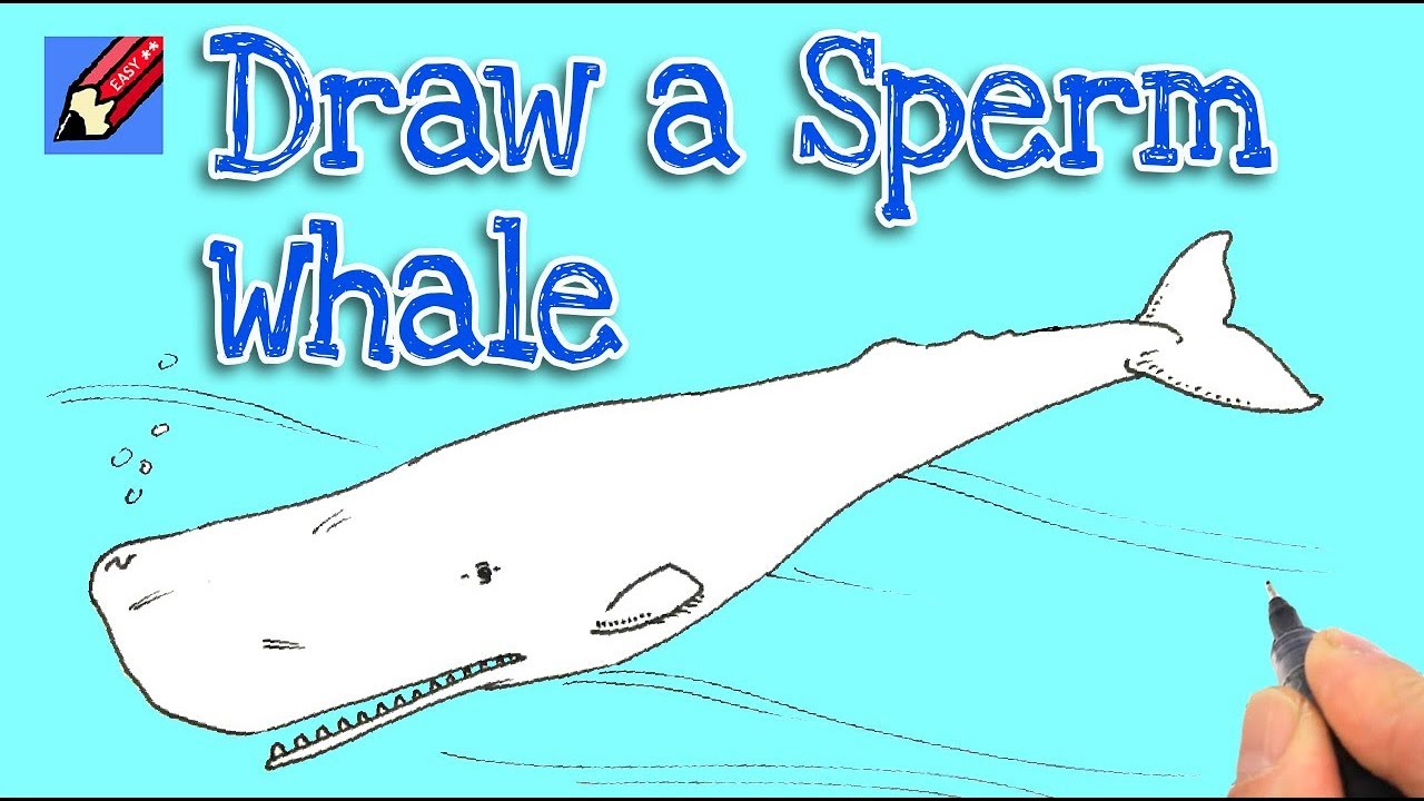 1280x720 How To Draw A Sperm Whale Real Easy - Bowhead Whale Drawing