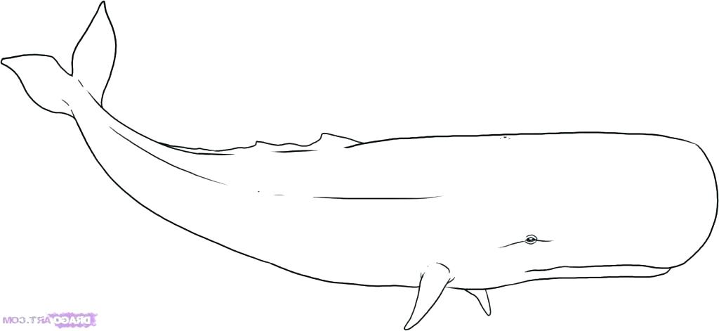 Bowhead Whale Drawing at PaintingValley.com | Explore collection of ...