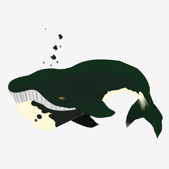 640x640 Illustration Cartoon Hand Drawn Bow Whale Undersea Animal, Swim - Bowhead Whale Drawing