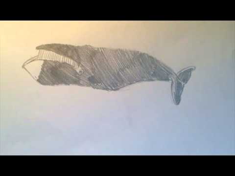 480x360 Speedart Bowhead Whale - Bowhead Whale Drawing