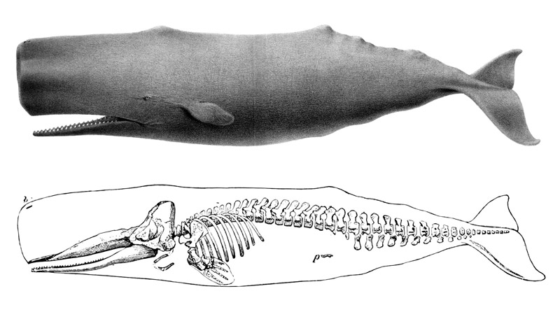 800x456 Sperm Whale - Bowhead Whale Drawing