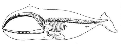 500x196 Triumphs Of The Endangered Bowhead Whale Frontierscientists - Bowhead Whale Drawing